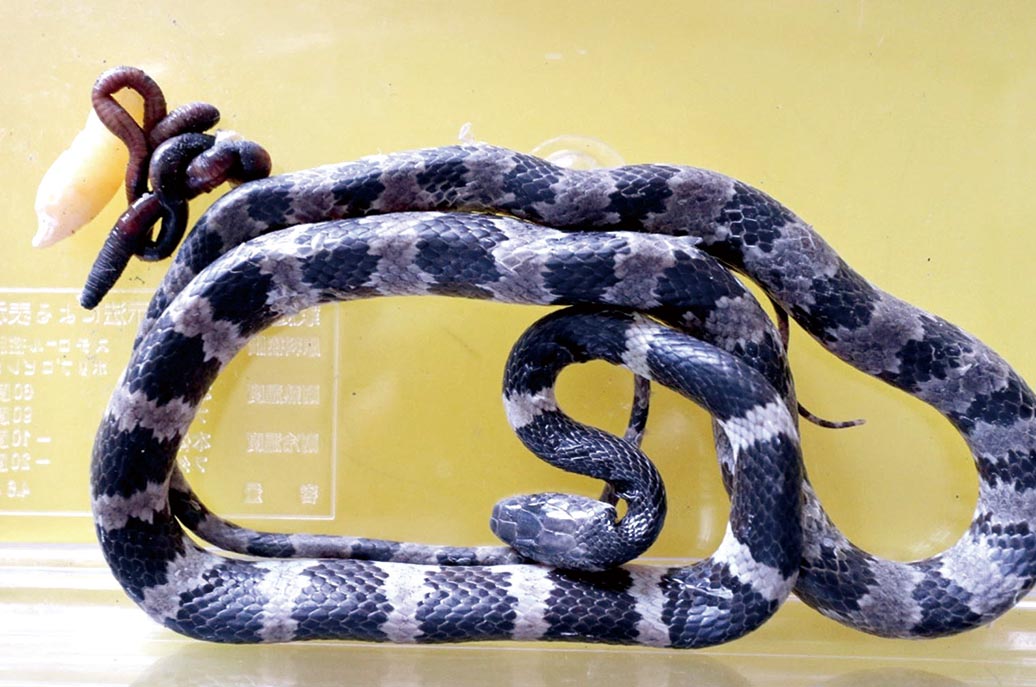 疾病保健室 臺灣蛇的認識