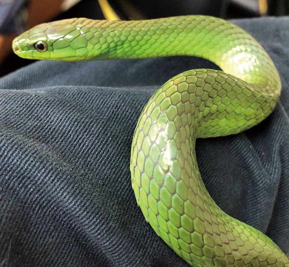 疾病保健室 臺灣蛇的認識